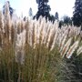 Cortaderia selloana 'Pumila'